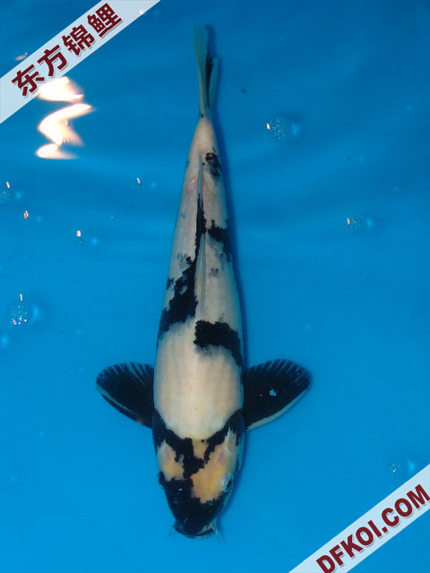 20075ϺڶƷᲿֽƬ