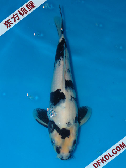 20075ϺڶƷᲿֽƬ