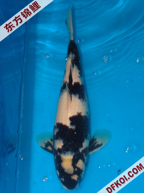20075ϺڶƷᲿֽƬ