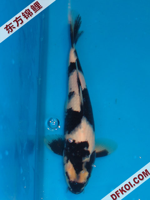 20075ϺڶƷᲿֽƬ