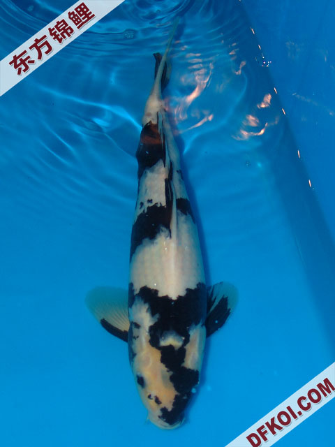 20075ϺڶƷᲿֽƬ