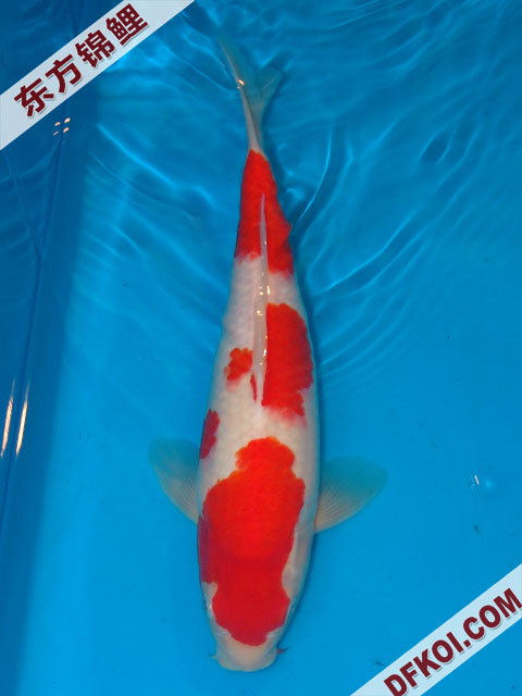 20075ϺڶƷᲿֽƬ