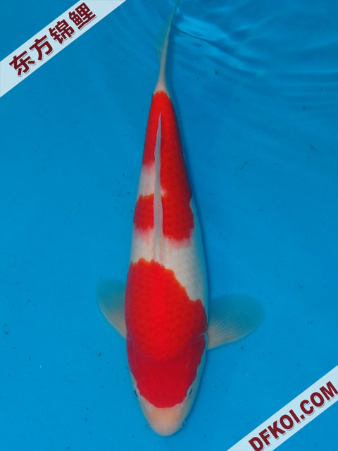 20075ϺڶƷᲿֽƬ