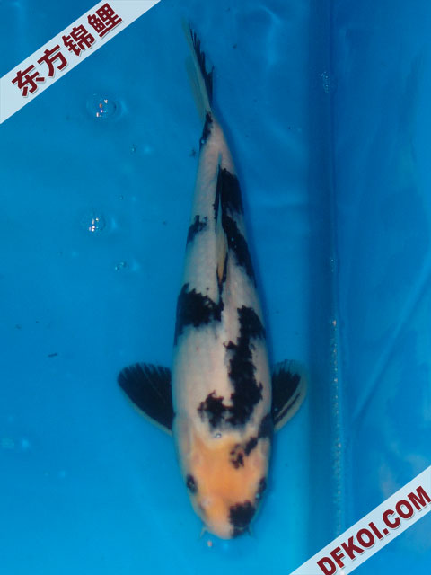 20075ϺڶƷᲿֽƬ