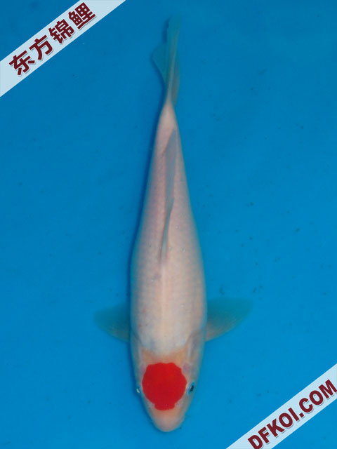 20075ϺڶƷᲿֽƬ