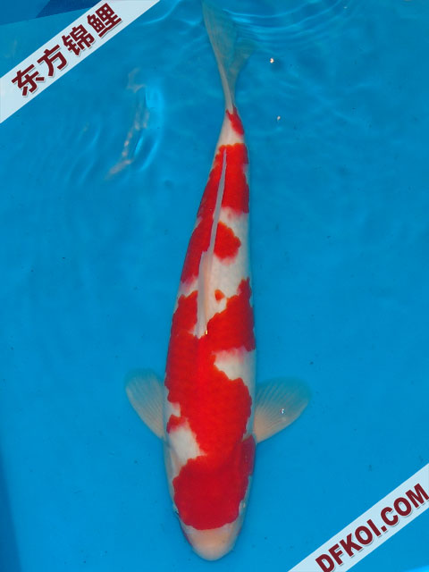 20075ϺڶƷᲿֽƬ