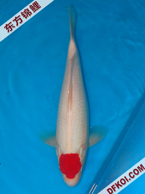 20075ϺڶƷᲿֽƬ