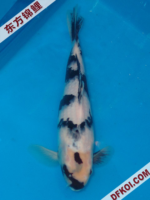 20075ϺڶƷᲿֽƬ