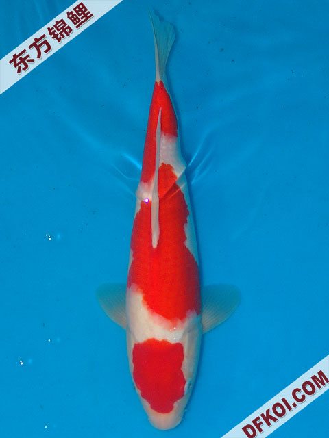 20075ϺڶƷᲿֽƬ