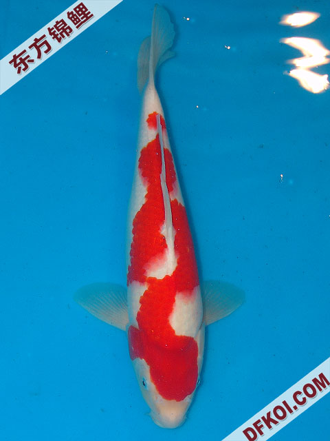 20075ϺڶƷᲿֽƬ
