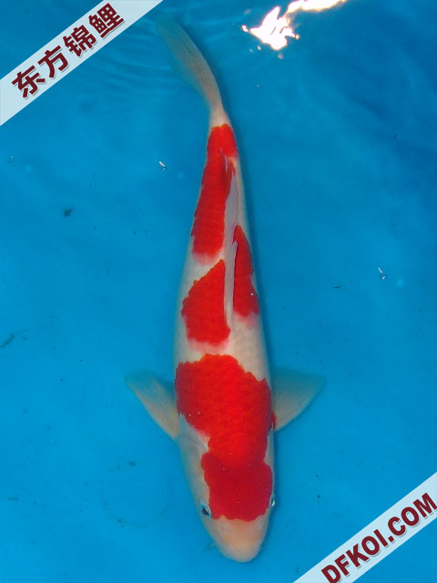 20075ϺڶƷᲿֽƬ