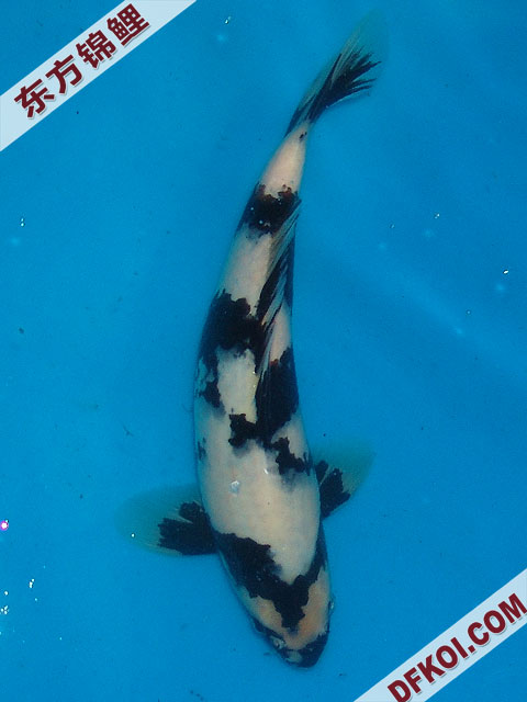 20075ϺڶƷᲿֽƬ