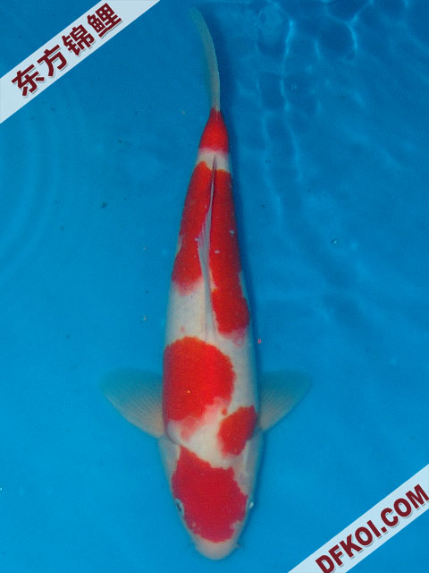 20075ϺڶƷᲿֽƬ