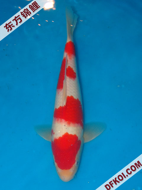 20075ϺڶƷᲿֽƬ
