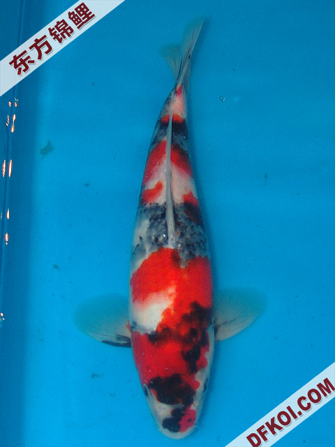 20075ϺڶƷᲿֽƬ