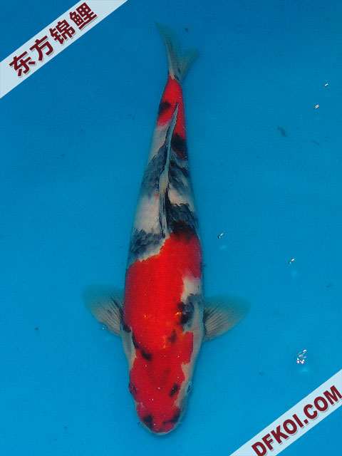 20075ϺڶƷᲿֽƬ
