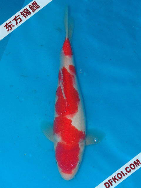 20075ϺڶƷᲿֽƬ