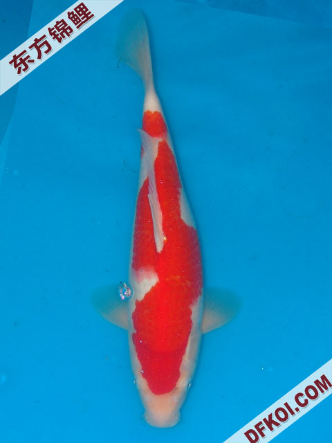20075ϺڶƷᲿֽƬ