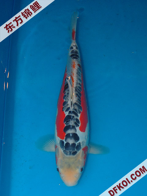 20075ϺڶƷᲿֽƬ