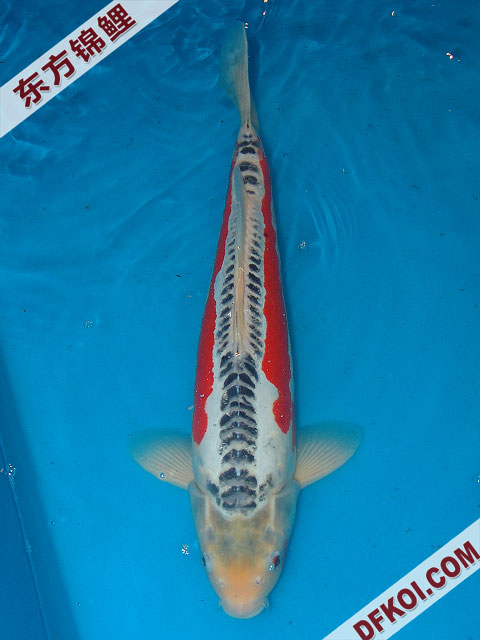 20075ϺڶƷᲿֽƬ