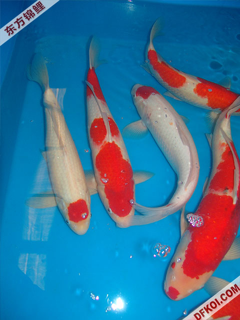 200710 ϺƷᱨ