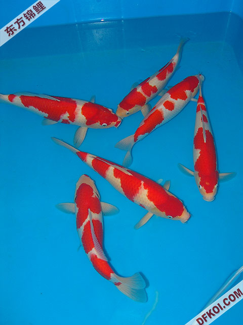 200710 ϺƷᱨ