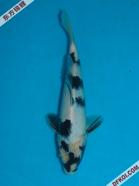 ֲμ200710ϺƷĽƬ