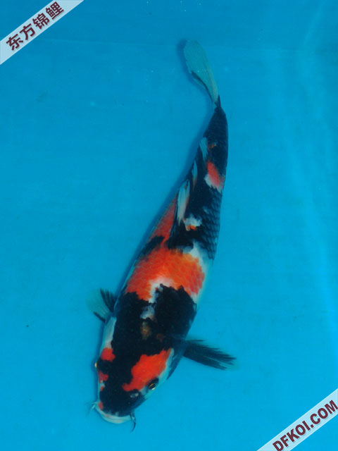 ֲμ200710ϺƷĽƬ