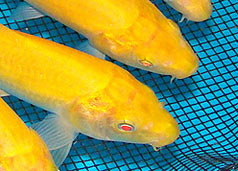  Ŀ