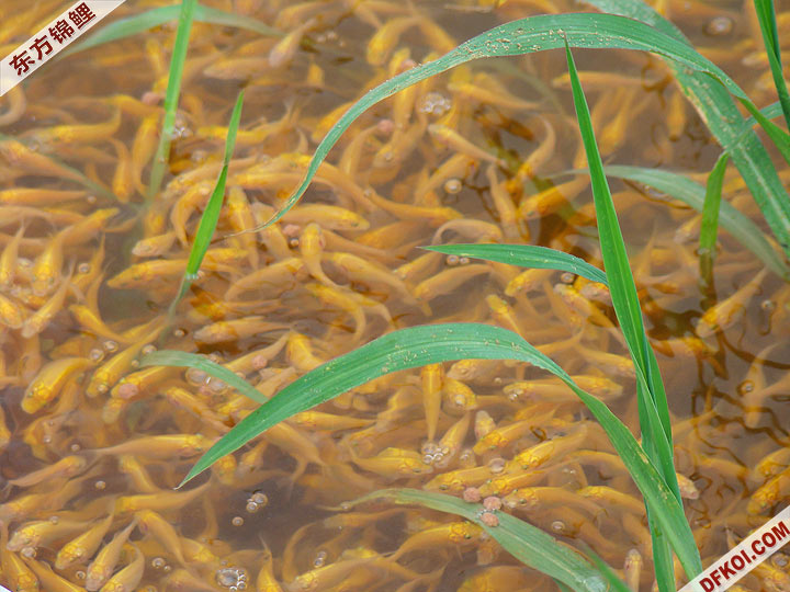 ڵС Ϻʵ