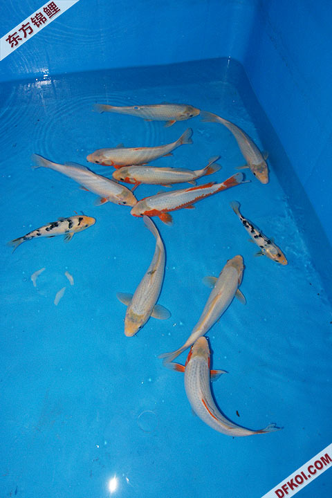 200810 ϺĽƷᱨ