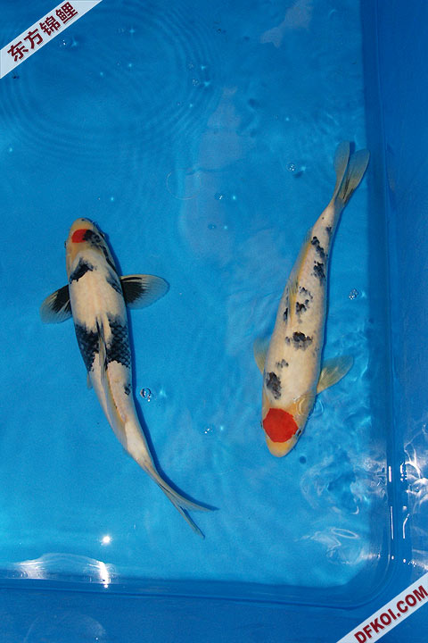 200810 ϺĽƷᱨ