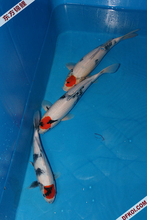 200810 ϺĽƷᱨ
