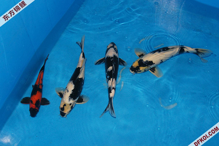 200810 ϺĽƷᱨ