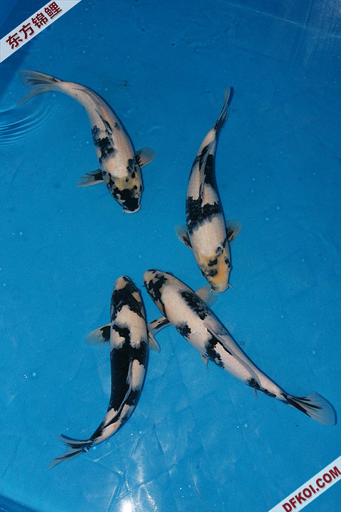 200810 ϺĽƷᱨ
