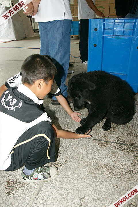 200810 ϺĽƷᱨ