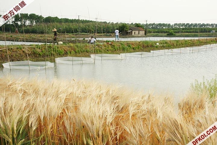 上海东方锦鲤 2号养殖基地