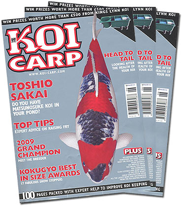 Ӣ־KOI CARP