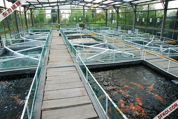东方锦鲤养殖场温室产卵池