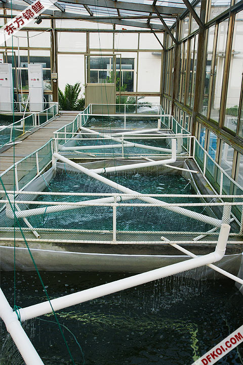 东方锦鲤养殖场内的温室产卵池