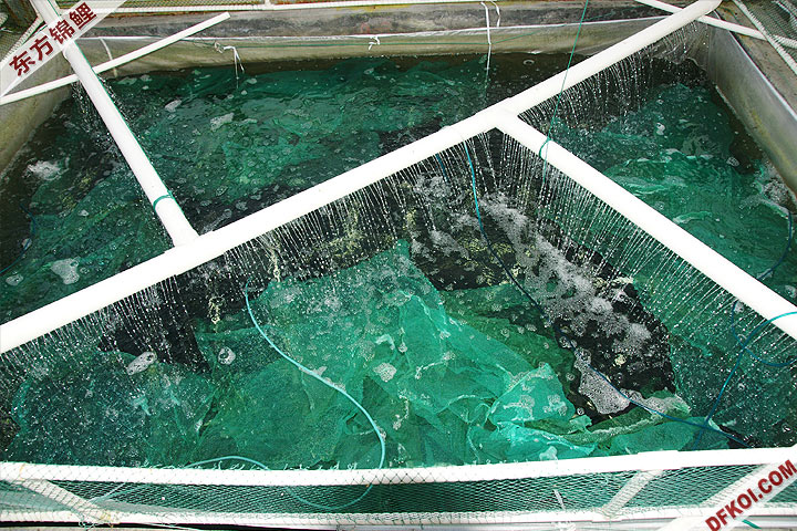东方锦鲤养殖场内的温室产卵池